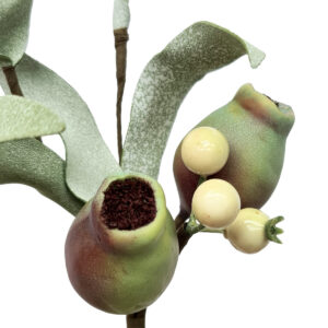 Gumnut Pick - 17.5cmL / Natural -1