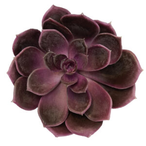 Black Prince Artificial Succulent 12.5cmD / Purple -1