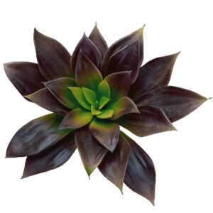 Lipstick Echeveria Succulent- 17cmD x 18cmH / Green/Purple -1