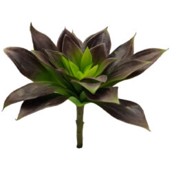 Lipstick Echeveria Succulent- 17cmD x 18cmH / Green/Purple