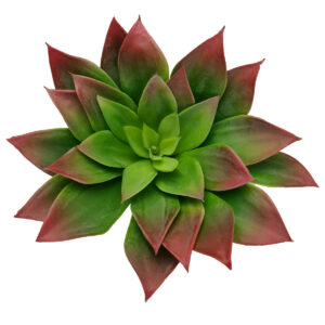 Lipstick Echeveria Succulent- 17cmD x 18cmH / Green/Red -1