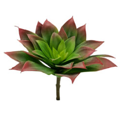 Lipstick Echeveria Succulent- 17cmD x 18cmH / Green/Red