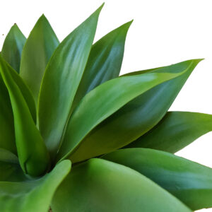 Large Agave Plant - 45cmW x 45cmH -1