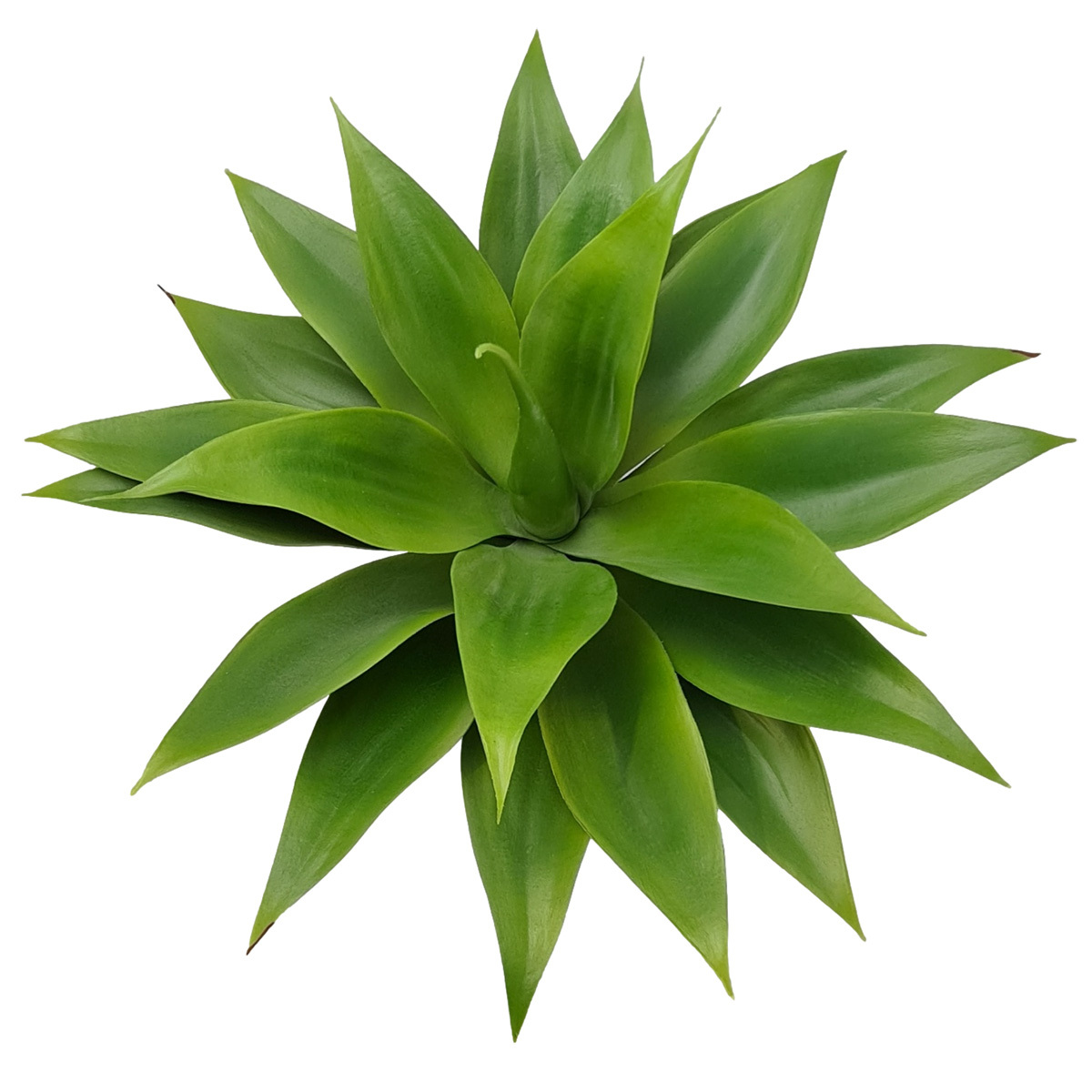 Large Agave Plant - 45cmW x 45cmH -1