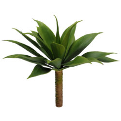 Large Agave Plant - 45cmW x 45cmH