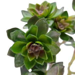 Succulent Spray x 3 - 43cmL / Green -1