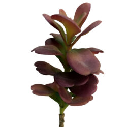 Pagoda Succulent - 24cmL / Burgundy