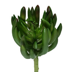 Chalk Stick Succulent - 17cmL / Green