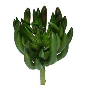 Chalk Stick Succulent - 17cmL / Green