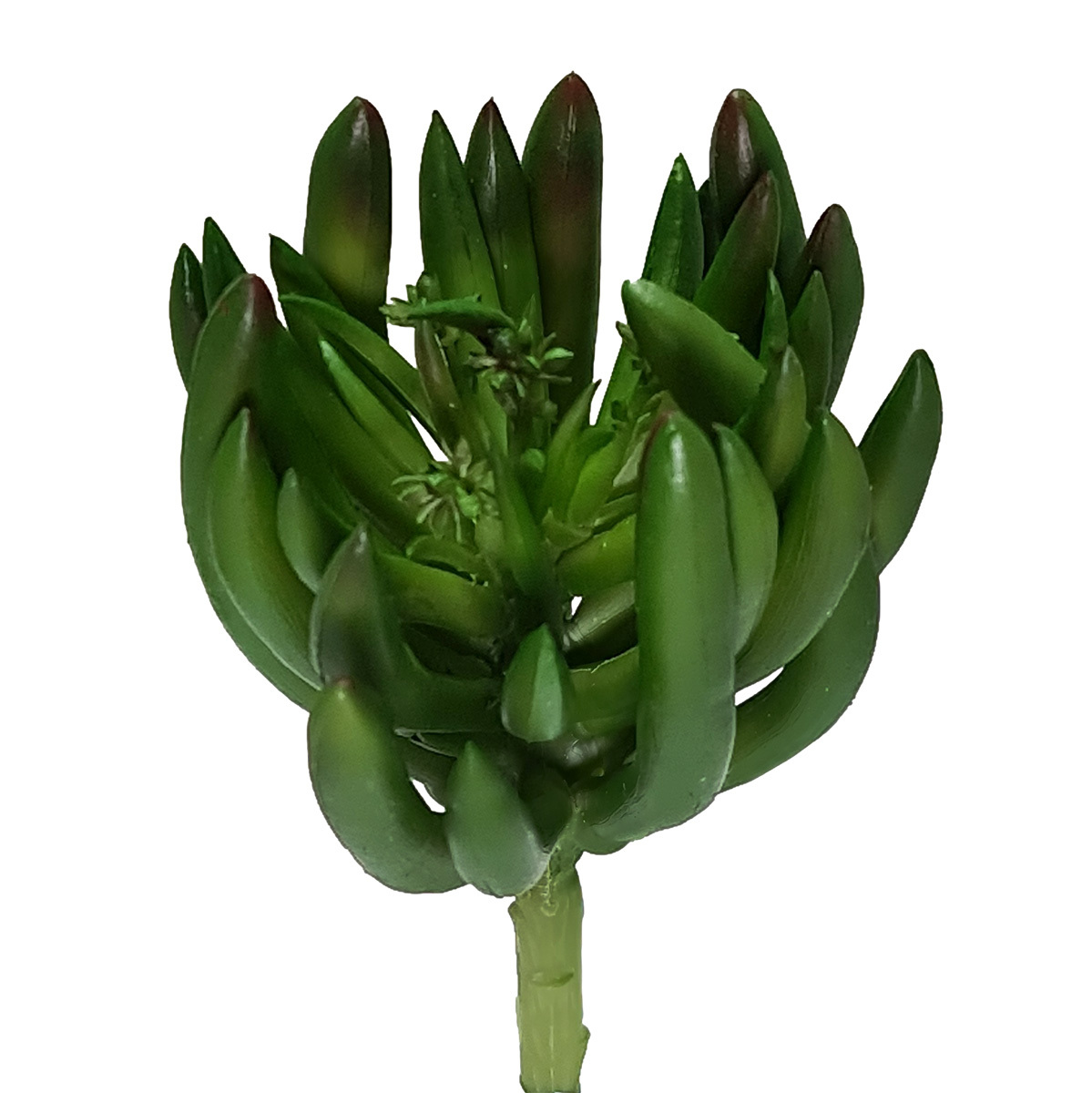 Chalk Stick Succulent - 17cmL / Green