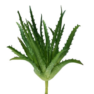 Aloe Vera Succulent (Real Touch) - 22cmH / Green
