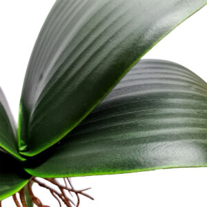 Phalaenopsis Leaves w/Roots x 4 - 29cmL -1
