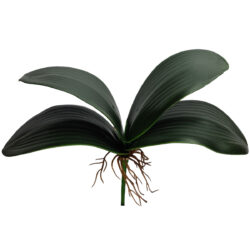 Phalaenopsis Leaves w/Roots x 4 - 29cmL