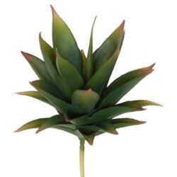 Mini Agave Succulent - 15cmH / Green