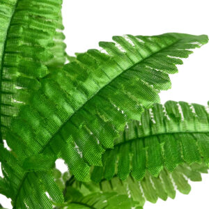 Boston Fern Bush - 41cm / Green -1