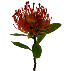 Pincushion Protea - 42.5cm / Red