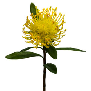 Pincushion Protea - 42.5cm / Yellow