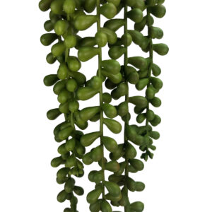 String of Pearls Succulent - 75cmL / Green -1