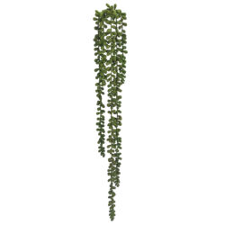 String of Pearls Succulent - 75cmL / Green