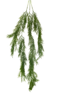 Hanging Asparagus Leaf Spray - 100cmL / Green