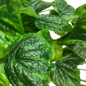 Peperoma Caperata Hanging Bush - 45cm / Two Tone Green -1