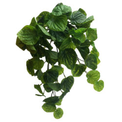 Peperoma Caperata Hanging Bush - 45cm / Two Tone Green
