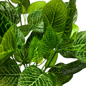 Variegated Bush x 5 - 44cm -1