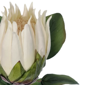 Artificial Protea - 68cmL / Ivory White