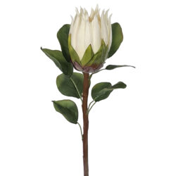 Artificial Protea - 68cmL / Ivory White