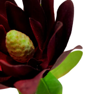 Leucadendron - 57.5cm / Burgundy -1