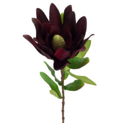Leucadendron - 57.5cm / Burgundy