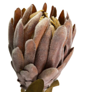 Dried Look Queen Protea - 62cm -1