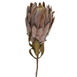 Dried Look Queen Protea - 62cm