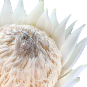 King Protea - 71cm / White -1