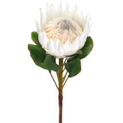 King Protea - 71cm / White