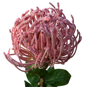 Pin Cushion Protea - 73cm / Pink -1