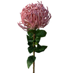Pin Cushion Protea - 73cm / Pink