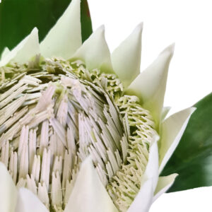 Artificial Protea - 65cm / White -1