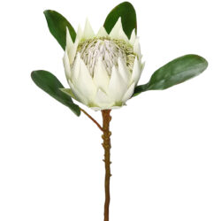 Artificial Protea - 65cm / White