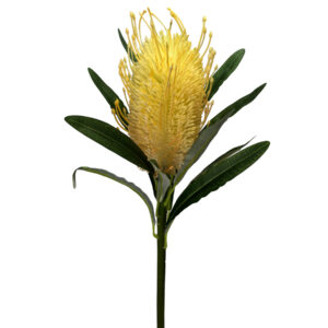 Banksia Stem - 60cm / Champagne