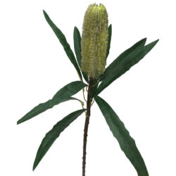 Banksia Stem - 62cm / Green