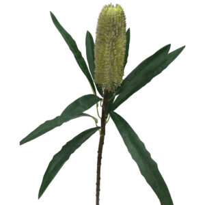 Banksia Stem - 62cm / Green