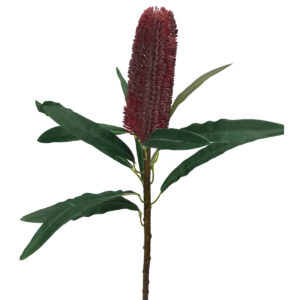 Banksia Stem - 62cm / Red
