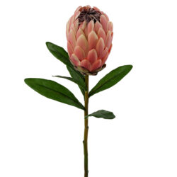 Pink Ice Protea - 58cmL / Dark Pink