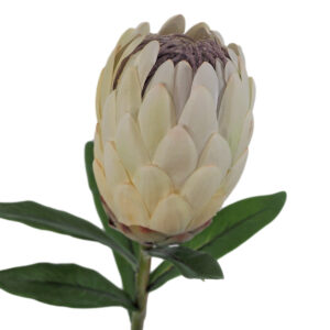 Pink Ice Protea - 58cmL / White -1