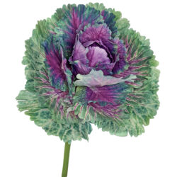 Artificial Kale Stem - 50cmL / Purple/Green