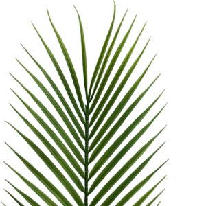 Sago Leaf - 75cmL -1