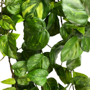Hanging Pothos Bush - 100cm / Two Tone Green -1