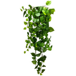 Hanging Pothos Bush - 100cm / Two Tone Green