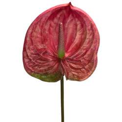 Anthurium - 66cm / Pink